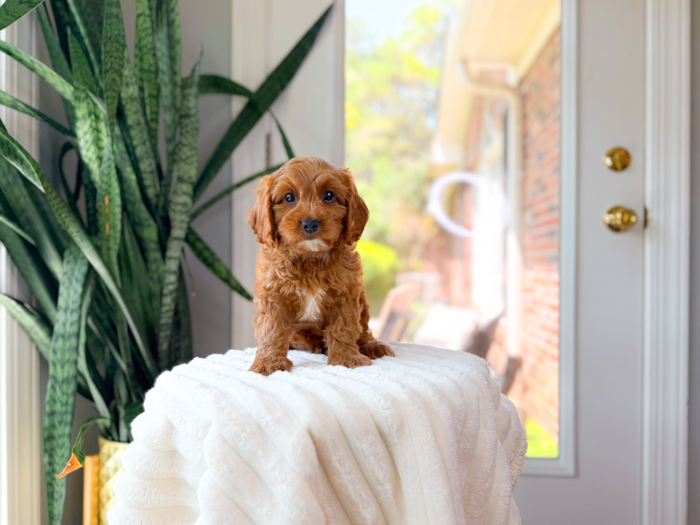 Cavapoo Pup Being Cute