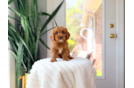 Cute Cavapoo Baby