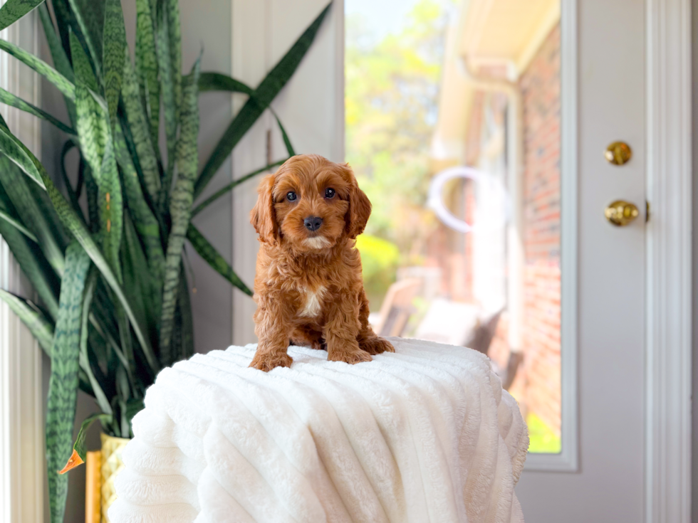 Cute Cavapoo Baby