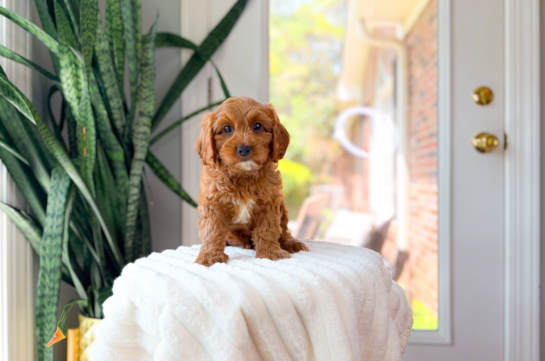 Cute Cavapoo Baby