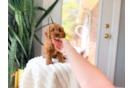 Cavapoo Puppy for Adoption