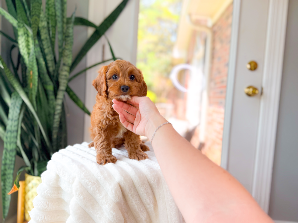 Cavapoo Puppy for Adoption