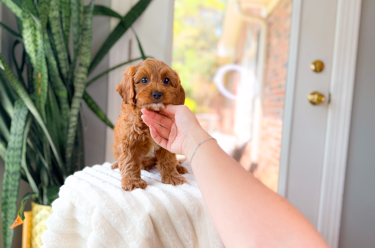 Cavapoo Puppy for Adoption