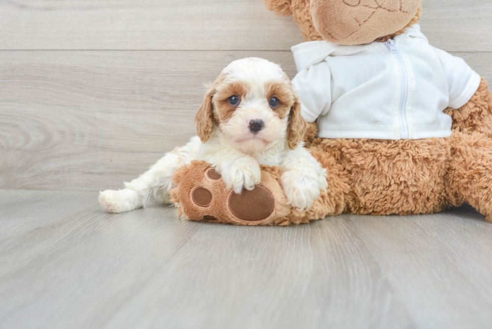 Cavapoo Puppy for Adoption