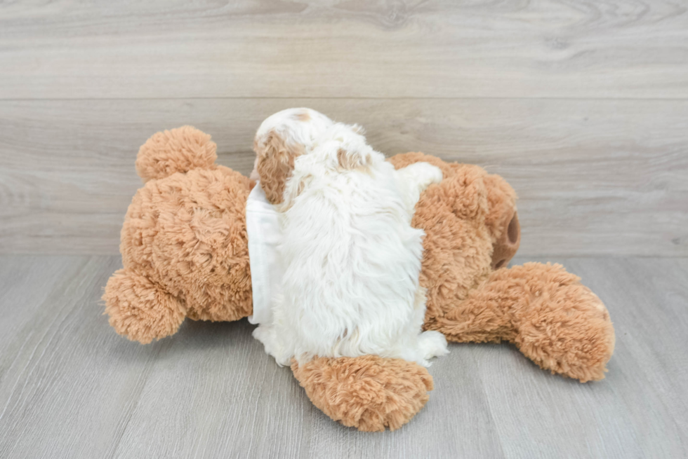 Cavapoo Pup Being Cute