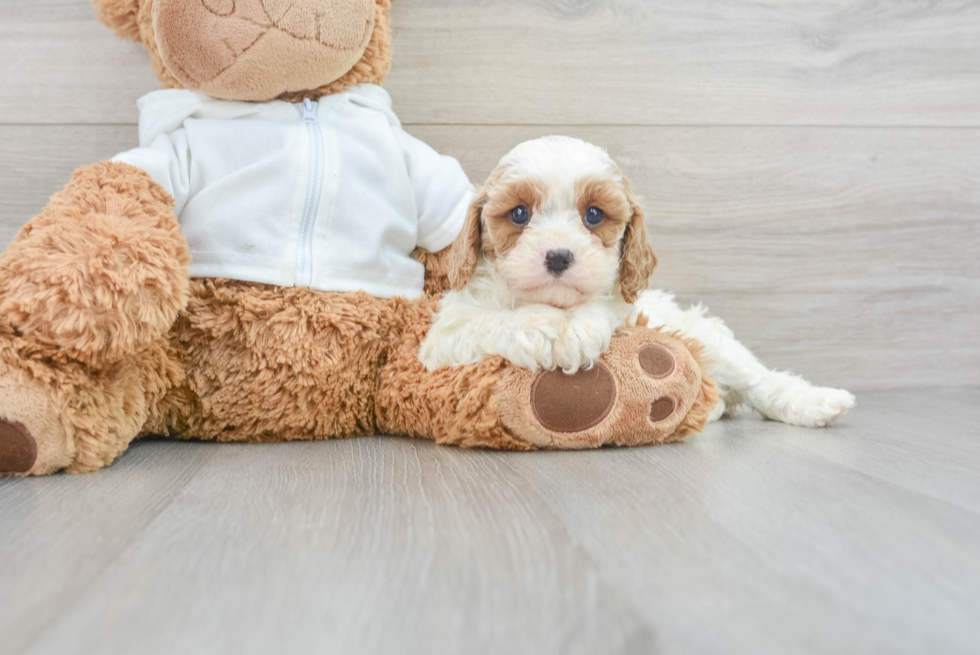 Cavapoo Pup Being Cute