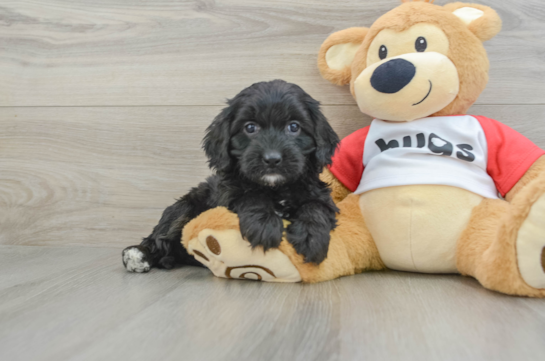 Fluffy Cavapoo Poodle Mix Pup