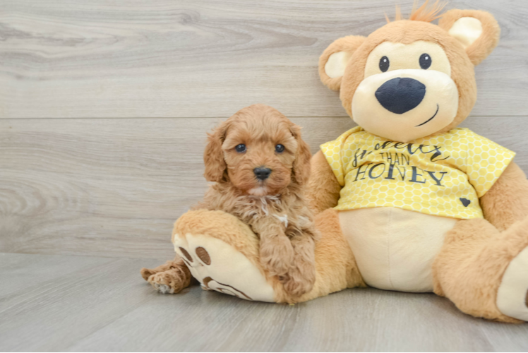 Cavapoo Pup Being Cute