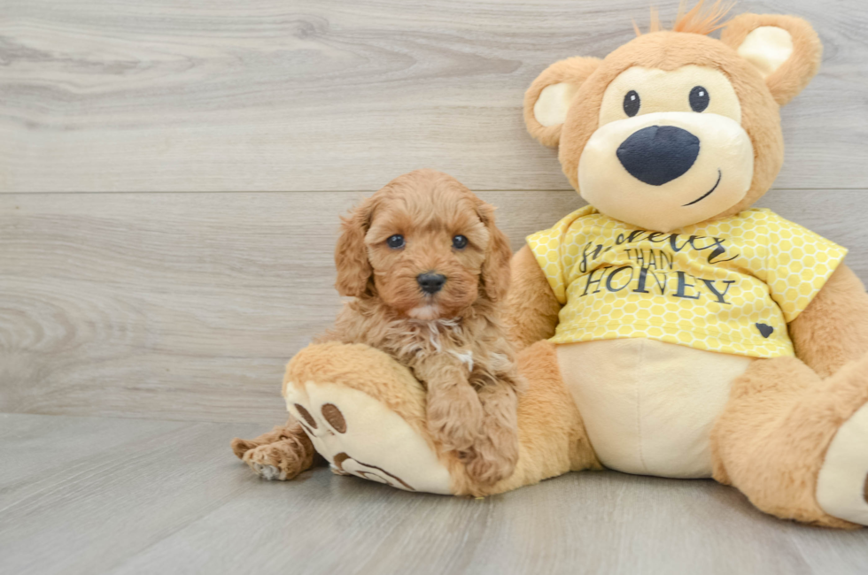 5 week old Cavapoo Puppy For Sale - Simply Southern Pups