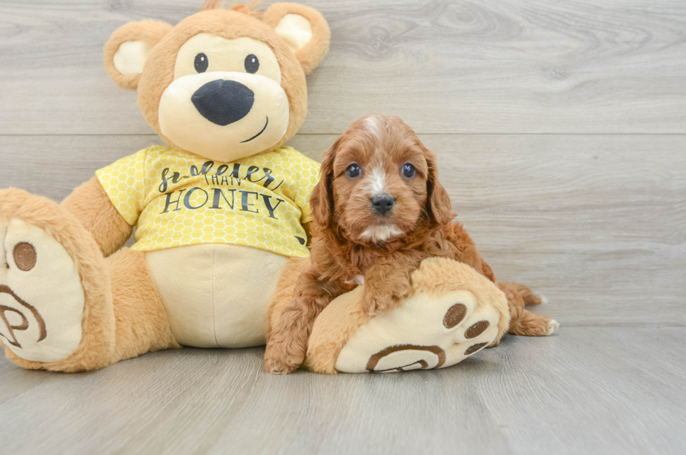 7 week old Cavapoo Puppy For Sale - Simply Southern Pups