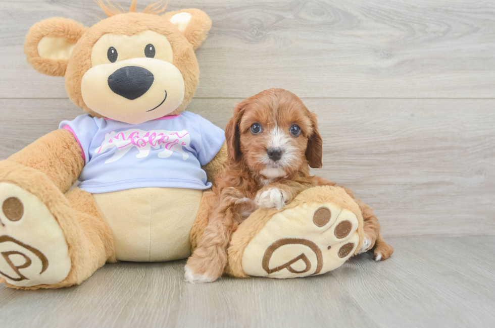 5 week old Cavapoo Puppy For Sale - Simply Southern Pups