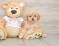 7 week old Cavapoo Puppy For Sale - Simply Southern Pups