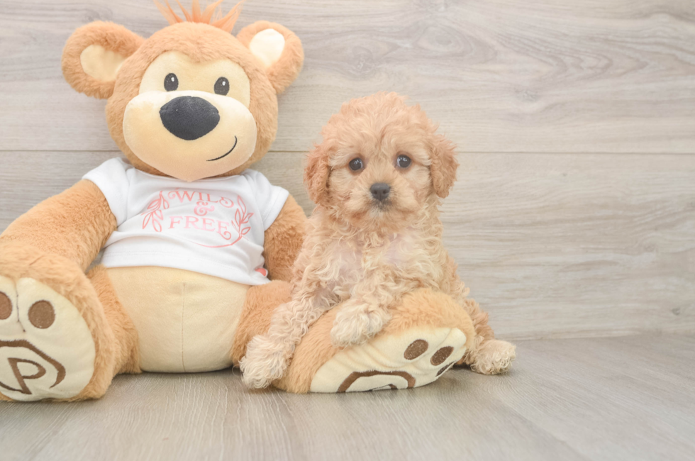 6 week old Cavapoo Puppy For Sale - Simply Southern Pups