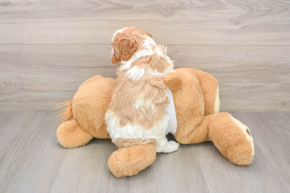 Best Cavapoo Baby