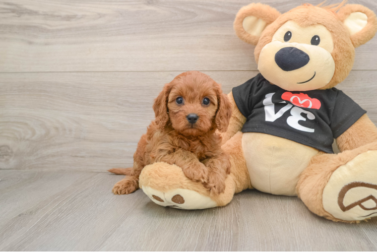 Cavapoo Pup Being Cute