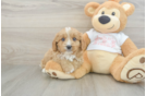 Cavapoo Puppy for Adoption