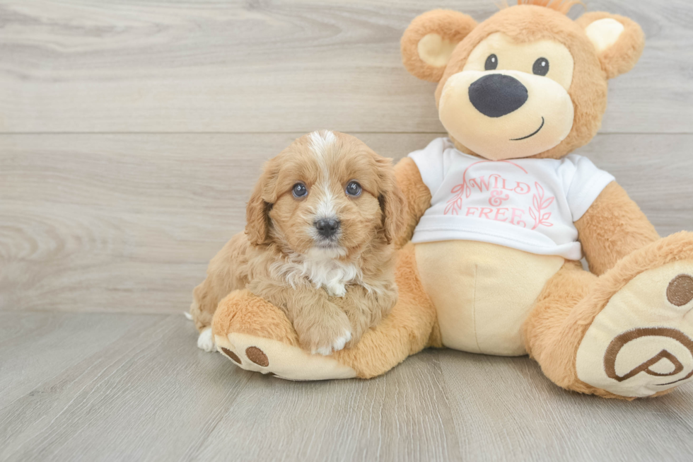 Cavapoo Puppy for Adoption
