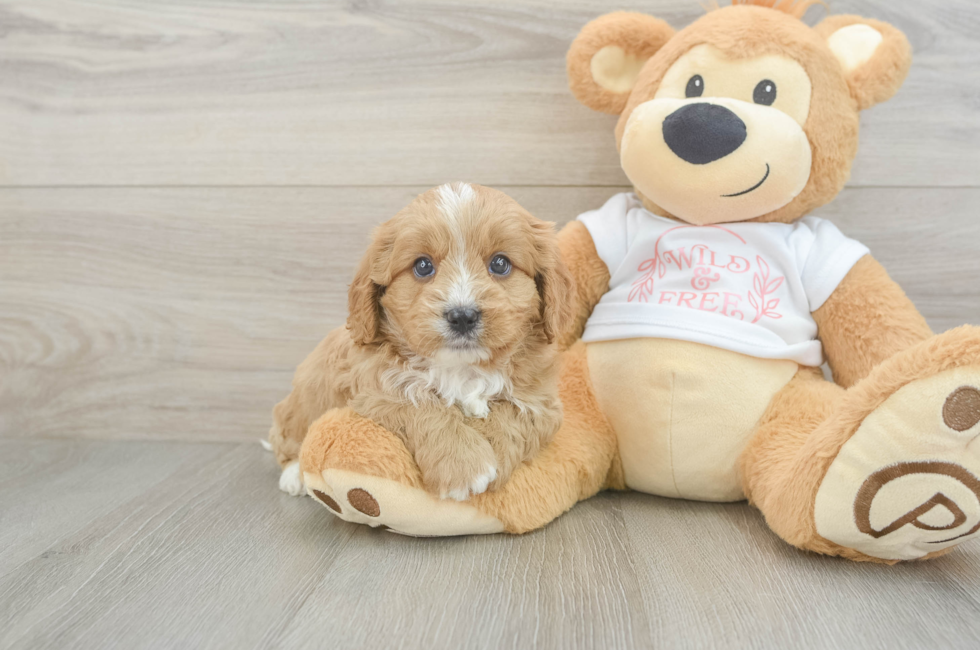 7 week old Cavapoo Puppy For Sale - Simply Southern Pups