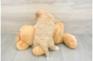 Funny Cavapoo Poodle Mix Pup