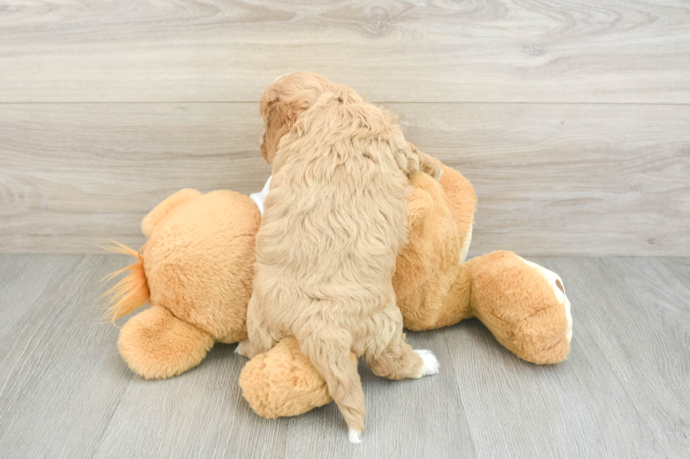 Funny Cavapoo Poodle Mix Pup