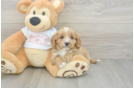 Cavapoo Puppy for Adoption