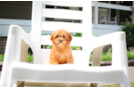 Cavapoo Puppy for Adoption