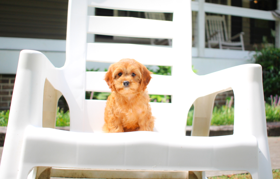 Cavapoo Puppy for Adoption