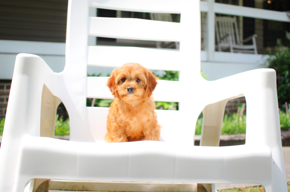 10 week old Cavapoo Puppy For Sale - Simply Southern Pups