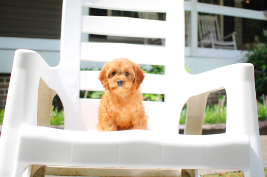 Cavapoo Puppy for Adoption