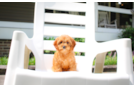 Best Cavapoo Baby