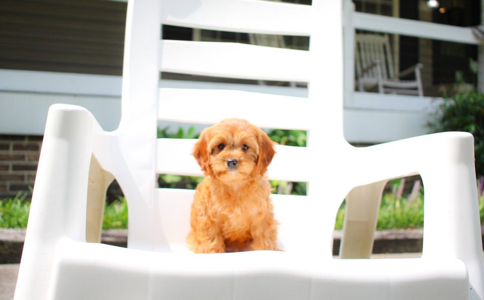 Best Cavapoo Baby