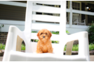 Cute Cavapoo Poodle Mix Pup