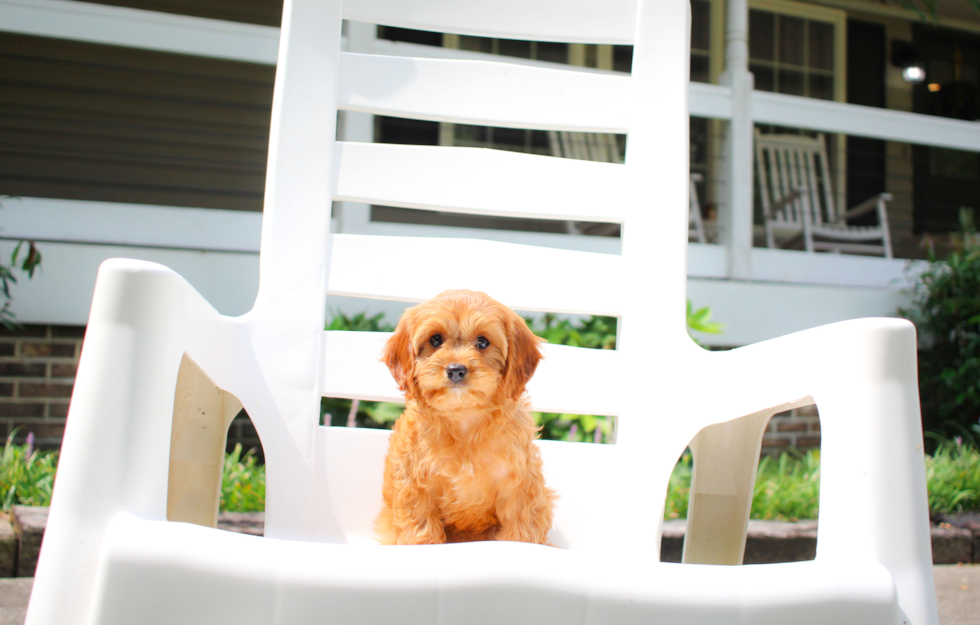 Cute Cavapoo Poodle Mix Pup