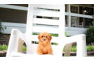 Cute Cavapoo Poodle Mix Pup