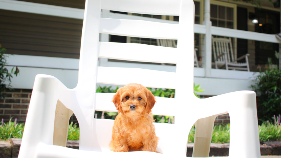 Cute Cavapoo Poodle Mix Pup