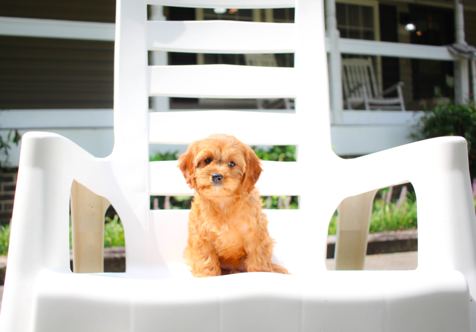 Cute Cavapoo Baby