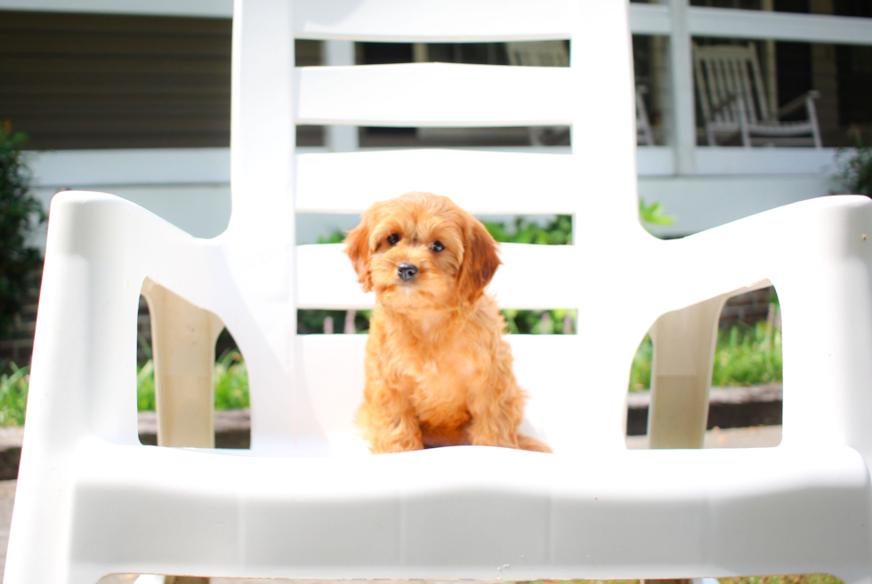 Best Cavapoo Baby