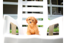 Cute Cavapoo Poodle Mix Pup