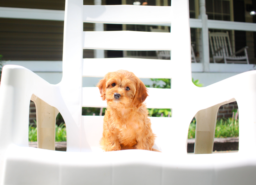 Cute Cavapoo Poodle Mix Pup