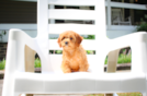 Cute Cavapoo Poodle Mix Pup