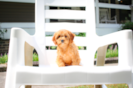 Cavapoo Pup Being Cute