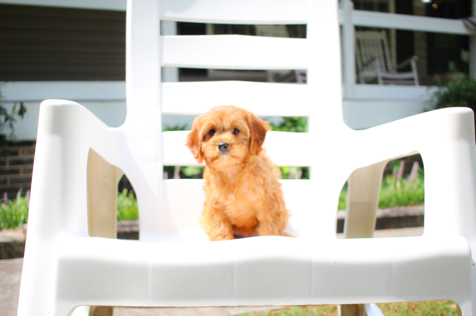 Cavapoo Pup Being Cute