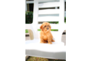 Cavapoo Puppy for Adoption