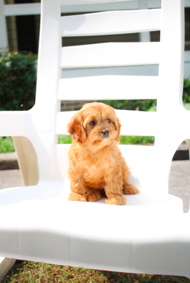 Cavapoo Puppy for Adoption