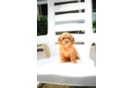 Cute Cavapoo Poodle Mix Pup