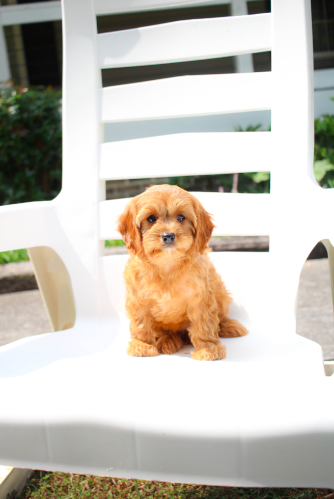 Cute Cavapoo Poodle Mix Pup