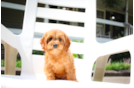 Cavapoo Puppy for Adoption