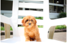 Best Cavapoo Baby