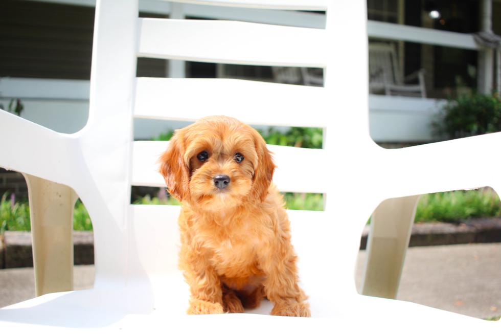 Best Cavapoo Baby