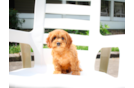 Cavapoo Puppy for Adoption